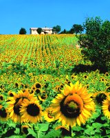 sunflowers.jpg