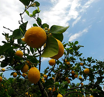 lemons.jpg lemons.jpg